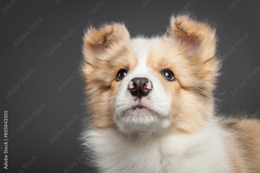 cute border collie puppy dog close head portrait on a gray background in the studio cute border collie puppy dog close head portrait on a gray background in the studio