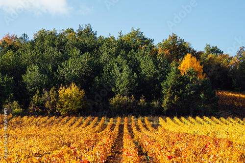 Vignes en automne. Vignoble pendant l'automne. Viticulture en Côte-d'Or. Brume sur les vignes. Vignes dorées en automne. Vignes hautes. Culture du raisin pour le vin. Bourgogne. Meursault