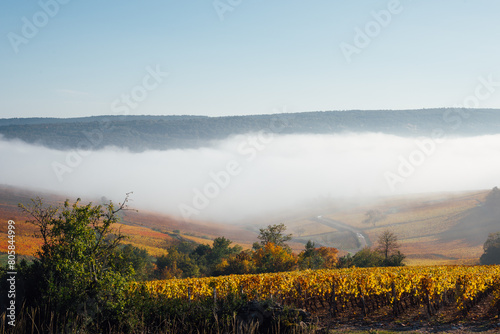 paysage de vignes pendant l'automne. Côte-d'Or en automne. Des vignes et de la brume en Bourgogne. Viticulture et vignoble en France. Vignes dorées. Culture du raisin.