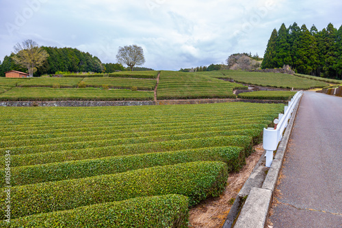 Tea plantation with Mount Fuji in the background is a famous landmark of Sizuoka City, Japan on a rainy and cloudy day. photo