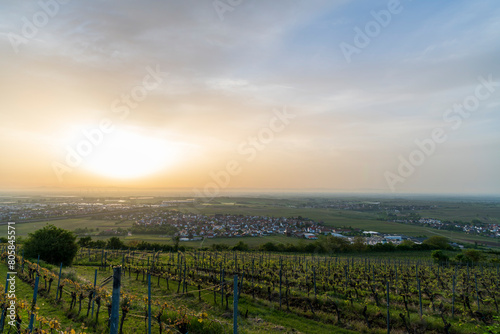 Wallpaper Mural vineyard in the morning Torontodigital.ca