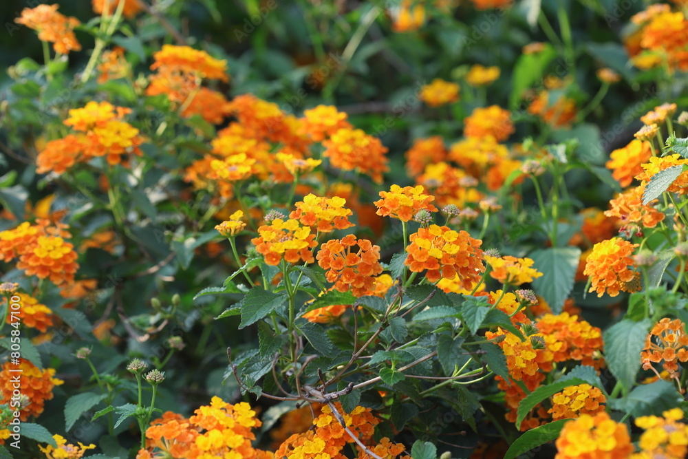 yellow lantana (shrub verbenas or lantanas) flowers in spring yellow lantana (shrub verbenas or lantanas) flowers in spring