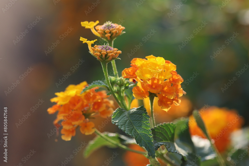yellow lantana (shrub verbenas or lantanas) flowers in spring yellow lantana (shrub verbenas or lantanas) flowers in spring