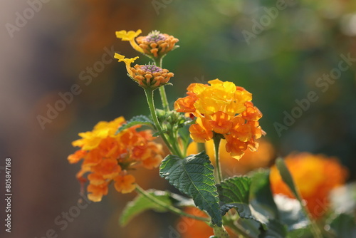 Quadro su tela yellow lantana (shrub verbenas or lantanas) flowers in spring