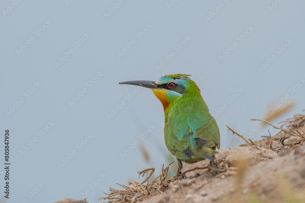 Obraz premium Blue-cheeked Bee-eater (Merops persicus) comes from the African continent to the southern parts of Turkey to breed in the summer months. It is a rare species.