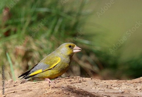 Greenfinch photo