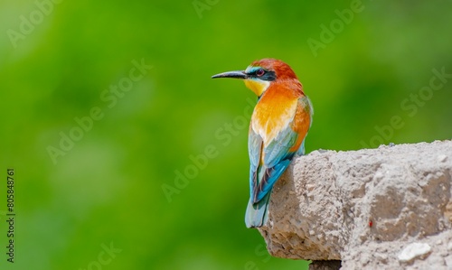 European Bee-eater (Merops apiaster) is a common bee-eater species that spends the winter in Africa and comes to Asia and Europe to breed in the summer.