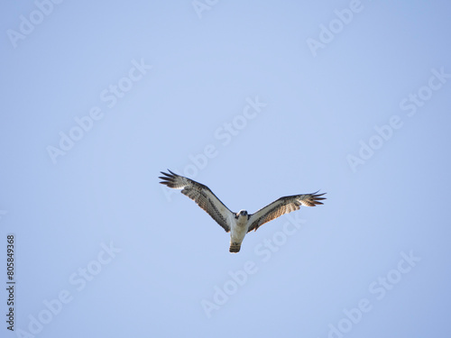 Osprey Flying in blue sky