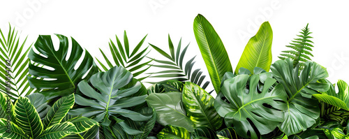 Lush green tropical plants bush (monstera, palm, rubber plant, pine and fern), cut out