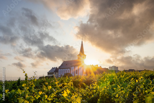 In the foreground you can find beautiful green vineyards in a landscape shot. In the background there is an old church with the sun setting behind it. Vineyards of the city of Frankfurt in Hochheim  photo