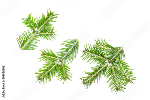 Green fir branches isolated on white background. Item for packaging, design, mockup.