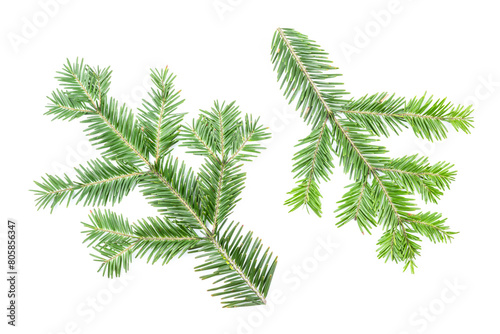 Green fir branches isolated on white background. Item for packaging  design  mockup.