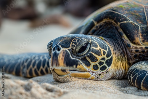 Close-Up Sea Turtle on Sandy Beach