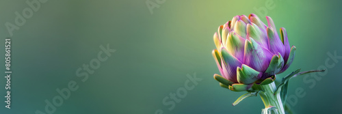 artichoke flower close-up isolated on a green gradient background 