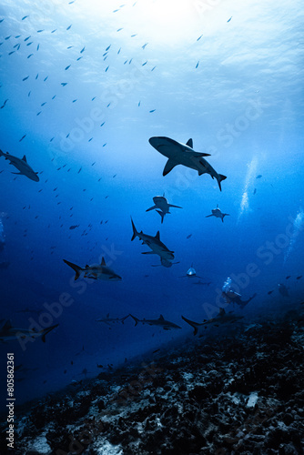shark and diver in the deep from fakarava