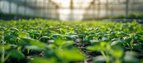 Vast Greenhouse of Young Seedlings Bathed in Sunlight