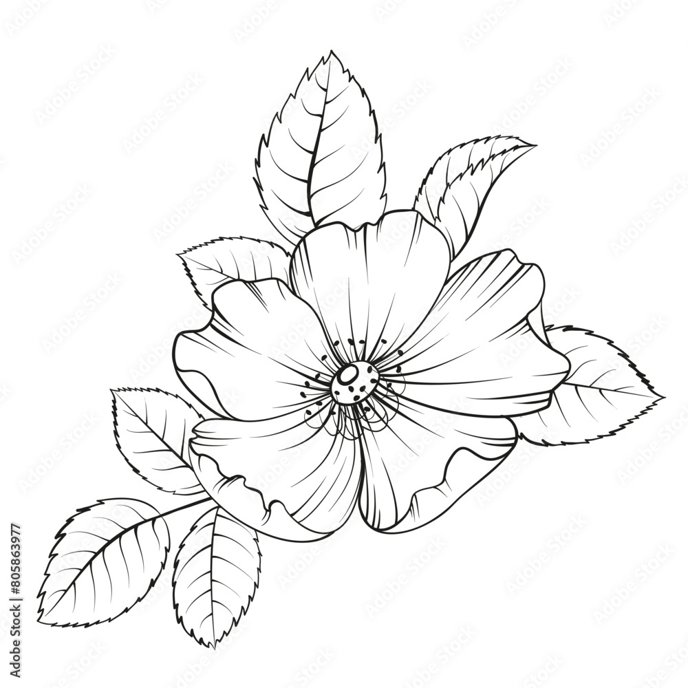 Black outline rosehip on white background. Hybrid tea rose Black outline rosehip on white background. Hybrid tea rose
