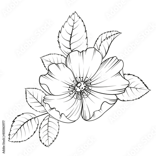 Black outline rosehip on white background. Hybrid tea rose