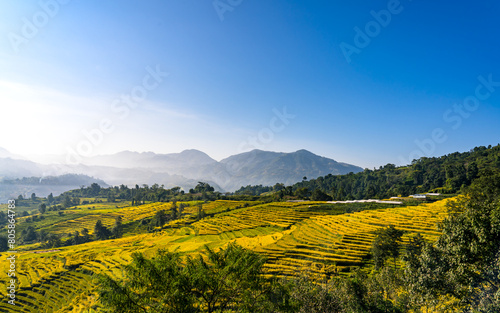 landscape view of Paddy farmland terrace in Nepal.