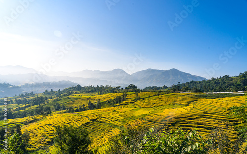 landscape view of Paddy farmland terrace in Nepal.