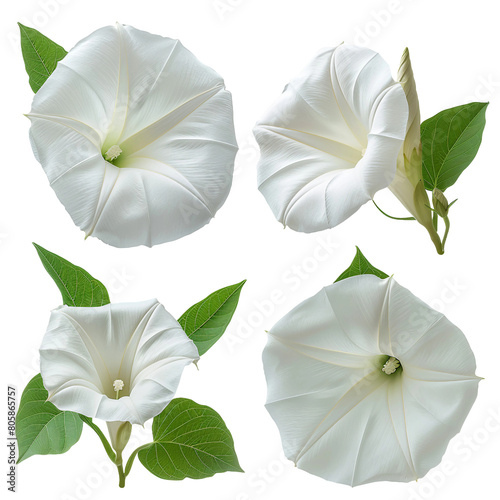 Delicate Ygao Moonflower Blooming on Transparent Background, Ethereal Botanical Isolation in Garden, Cosmic Floral Beauty Under Moonlight photo