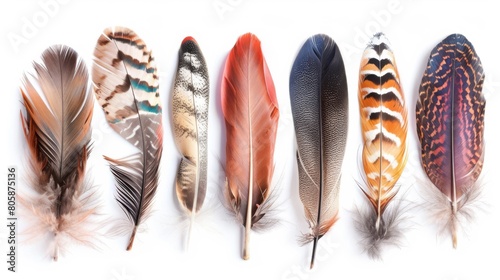 Avian Spectrum: A Collection of Bird Feathers © Iryna