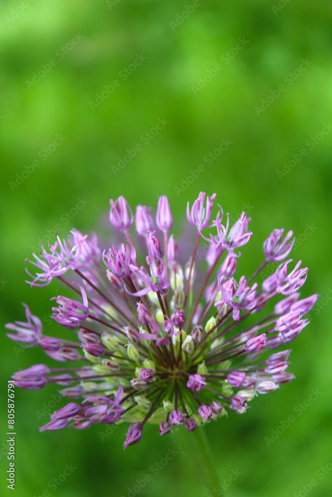 beautiful spring bloom, flowering ornamental onion (Allium), purple flowers in the garden beautiful spring bloom, flowering ornamental onion (Allium), purple flowers in the garden