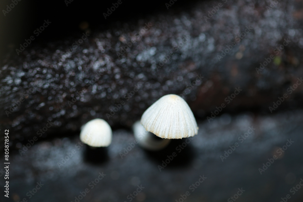 黒い朽木背景に大小、仲良く並ぶ灰色イヌセンボンタケ茸（自然光＋ストロボ、マクロ接写撮影）