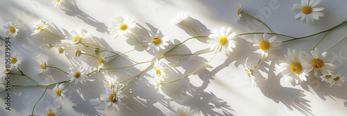 A large shadow of daisies on the wall, daisy flowers, soft light, minimalism, real photography, high definition details 