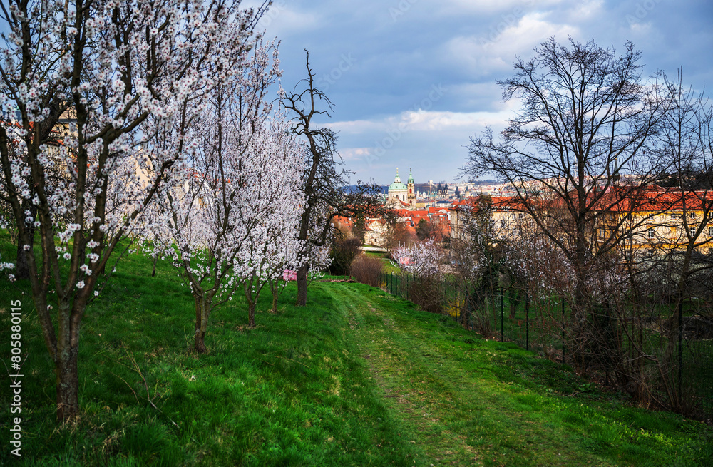 Fototapeta premium Flowering almond tree in Strahov garden, springtime.