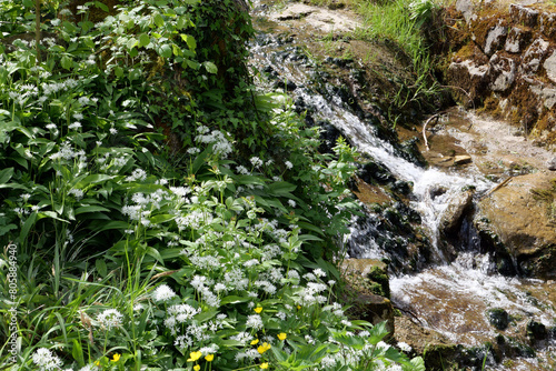 Bärlauch an einer Quelle mit frischen Wasser