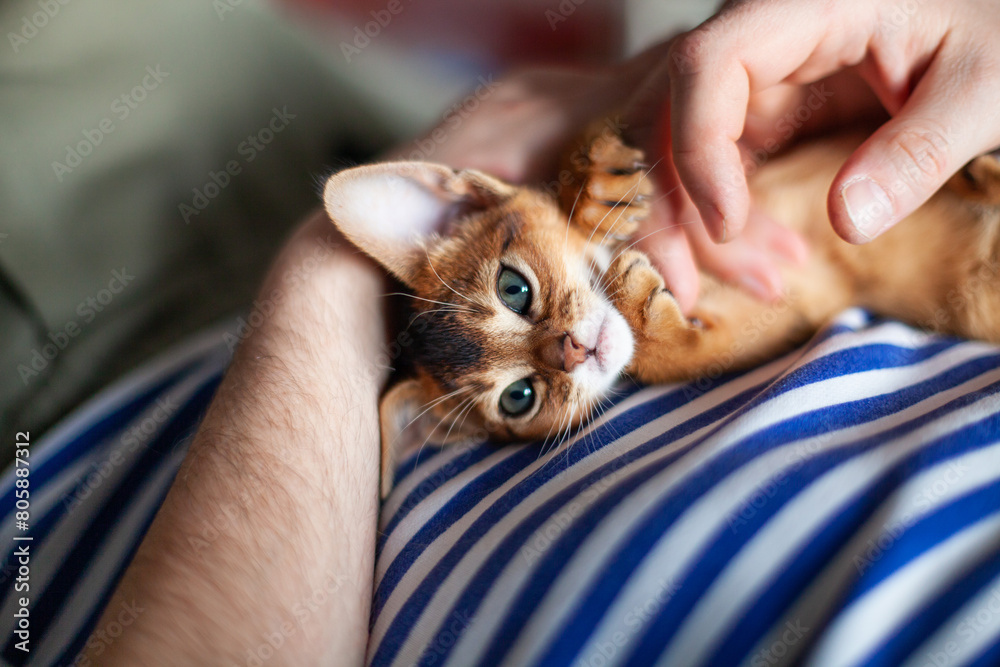 Lifestyle photo of little abyssinian ruddy kitten playing with mans hands. Man petting red two month old kitten. Pets care. Positive emotions. Image for websites about cats. Selective focus. Lifestyle photo of little abyssinian ruddy kitten playing with mans hands. Man petting red two month old kitten. Pets care. Positive emotions. Image for websites about cats. Selective focus.