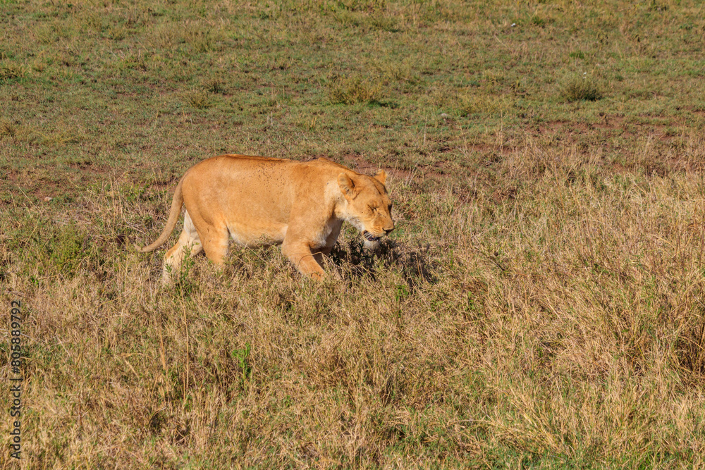 Lioness (Panthera leo) walking in savannah in Serengeti national park, Tanzania Lioness (Panthera leo) walking in savannah in Serengeti national park, Tanzania