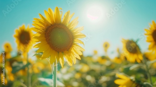 Bright Sunflowers Standing Tall Against a Blue Sky