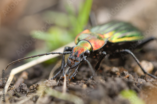 Closeup of a carabid beetle photo