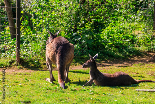 Two kangaroos on green grass