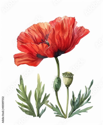 Two Red Poppy Flowers in Watercolor