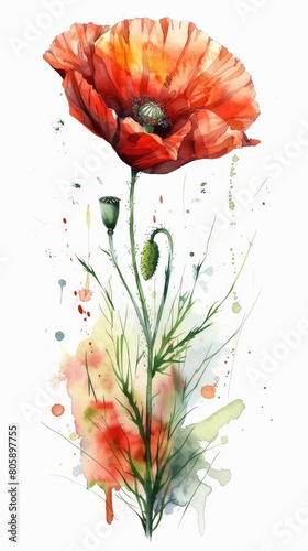 Two Red Flowers in Watercolor