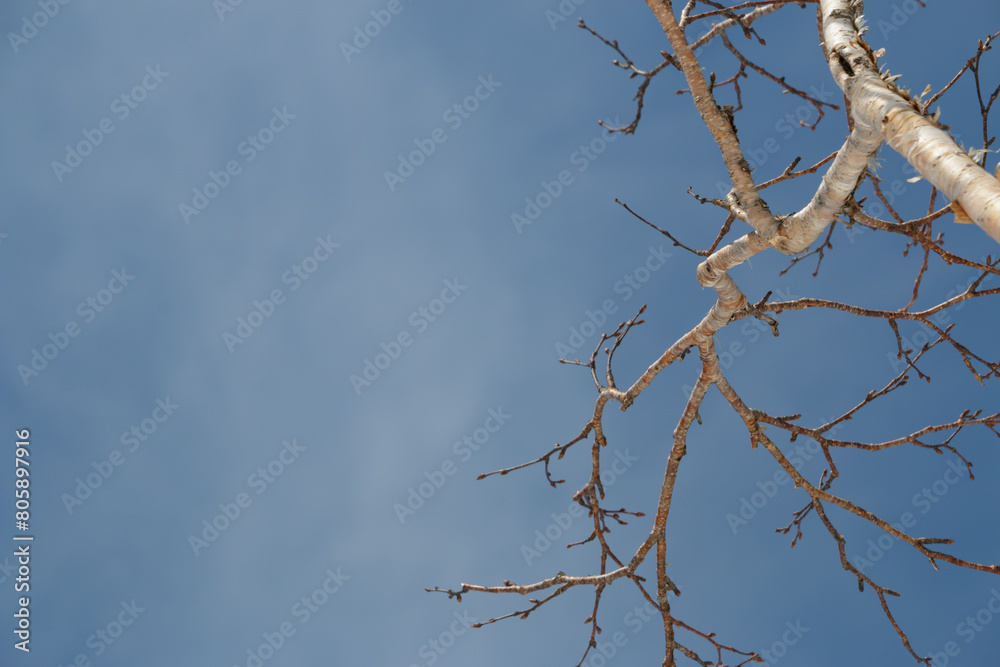 Bare winter birch tree branches and blue sky Bare winter birch tree branches and blue sky