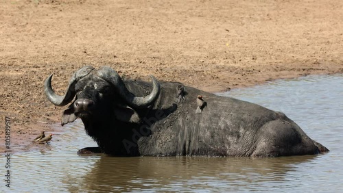 Red billed oxpeckers on an afican buffalo relaxing in a waterhole photo