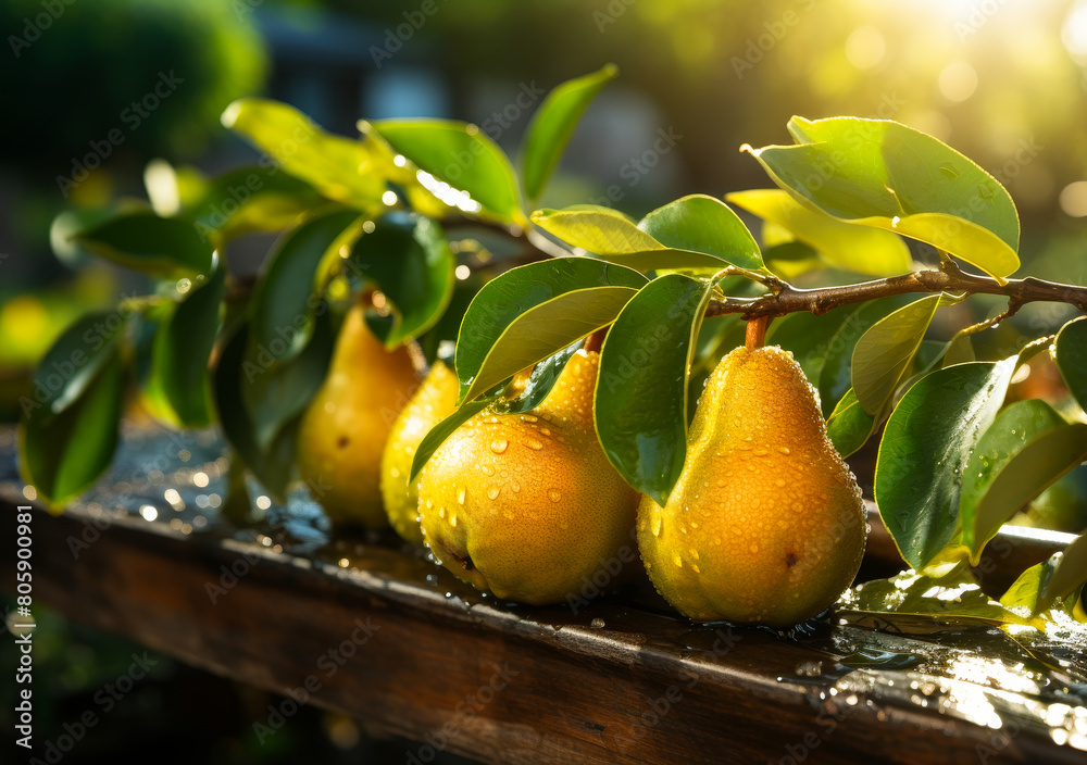 Ripe Yellow Pears, Sunny Garden Setting, Wooden Backdrop - Harvest Season Fruit Photography