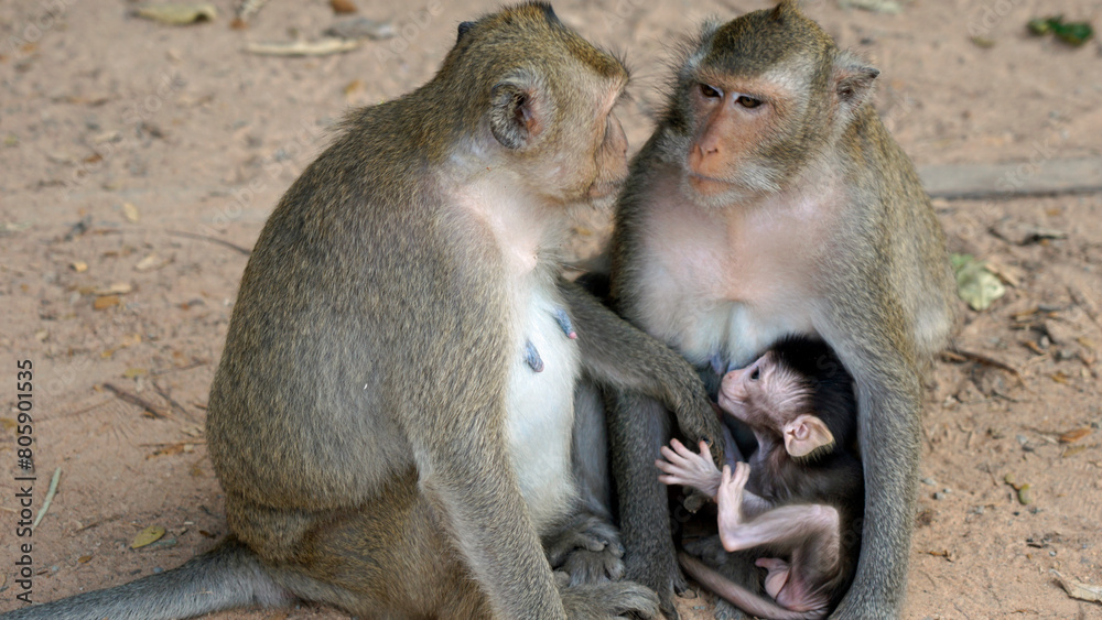 Fototapeta premium wild living monkeys with baby at angor wat temple
