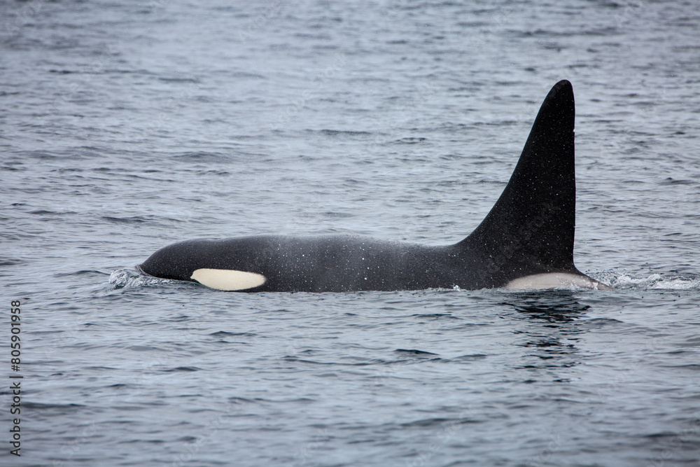 Fototapeta premium Killer whale orca surfacing in the arctic waters