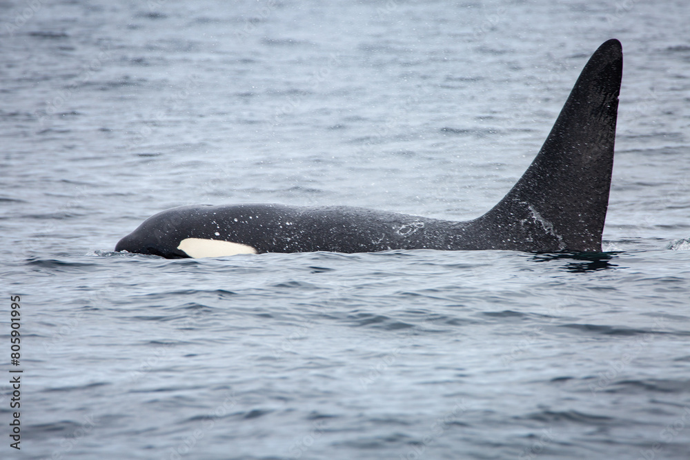 Fototapeta premium Killer whale orca surfacing in the arctic waters