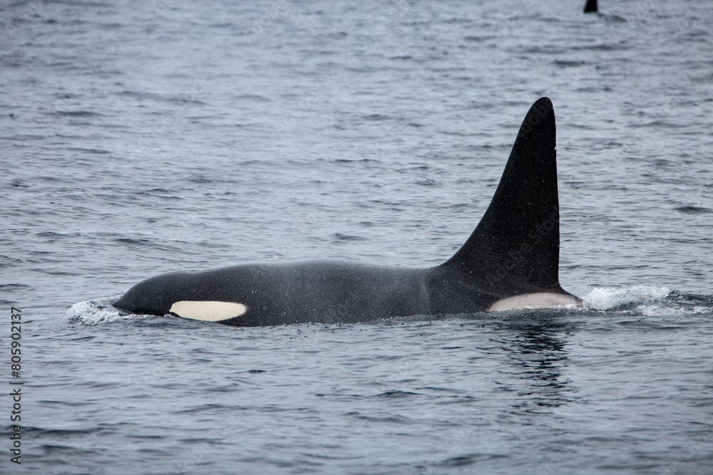 Fototapeta premium Killer whale orca surfacing in the arctic waters