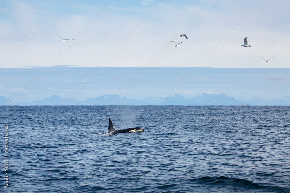 Fototapeta premium Killer whale orca surfacing in the arctic waters