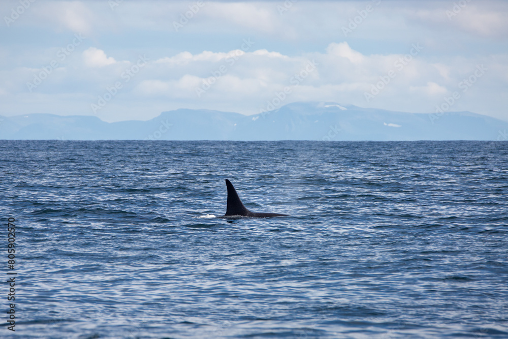 Fototapeta premium Killer whale orca surfacing in the arctic waters