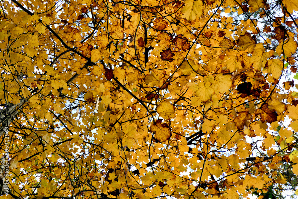 Canopy of maple tree at the onset of autumn showing the leaves changing to a yellow golden colour
Canopy of maple tree at the onset of autumn showing the leaves changing to a yellow golden colour