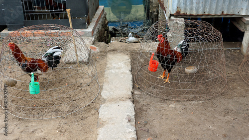 chicken in a cage in fisherman village on phu quoc photo