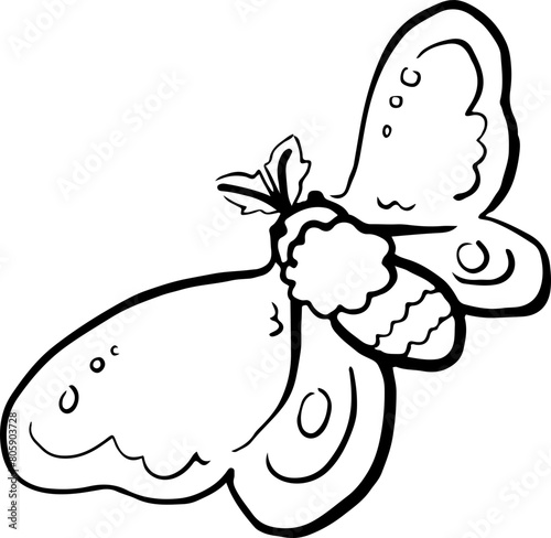 sketch moth hand drawn butterfly cartoon 
